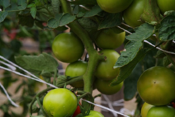 tomato rhapsody