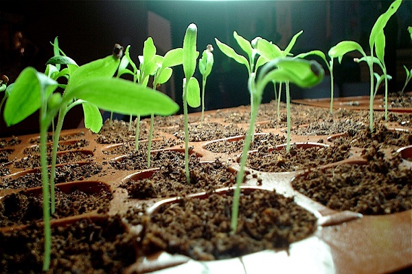 home seedlings