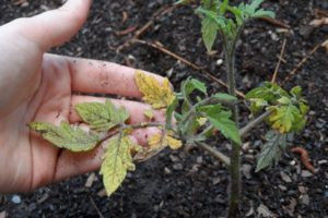 Por qué las plántulas de tomate se marchitan y caen y qué hacer.