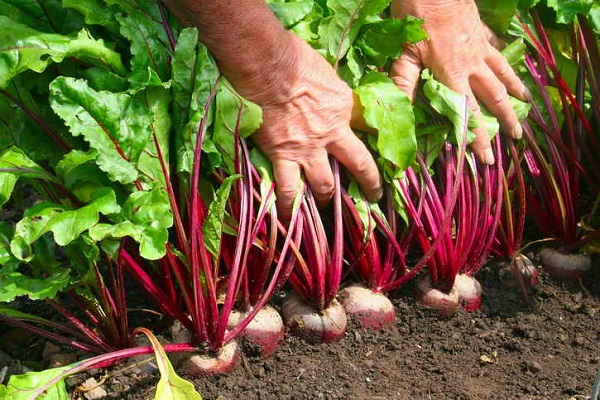 ripe beet