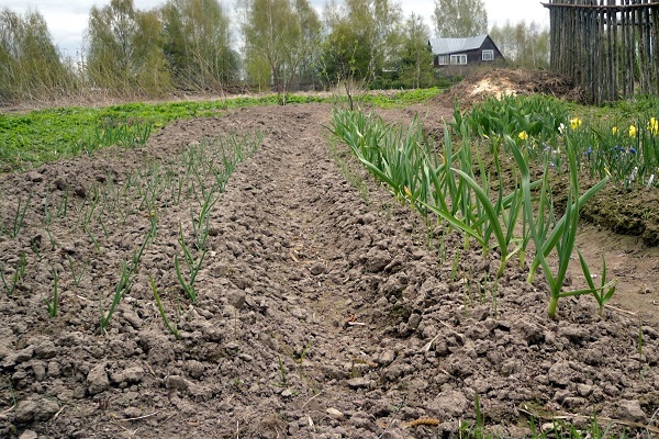 planting onions