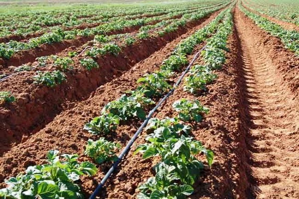 carrés de pommes de terre