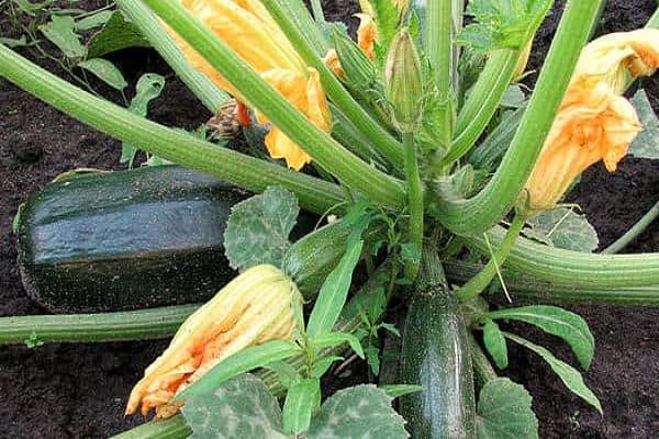 courge en fleurs