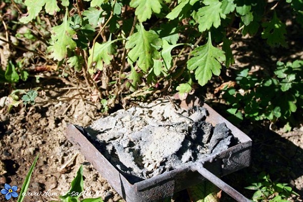 strawberry growing