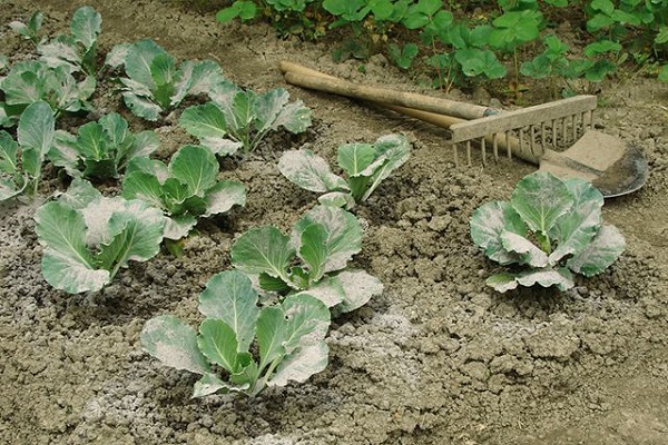 kebun sayur berdebu