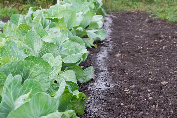 feeding seedlings