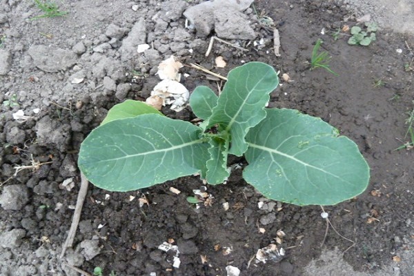 vegetable processing