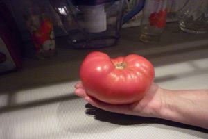 Characteristics and description of the tomato variety Russian soul