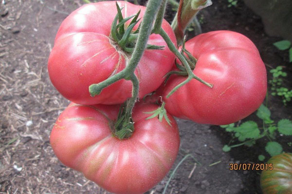 greenhouse conditions