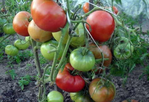 tomato pink cheeks in the open field