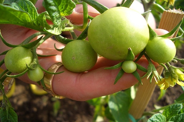 tomates pequeños