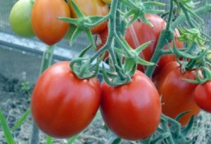 Penerangan dan ciri-ciri varieti tomato Marusya, hasilnya