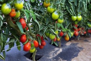 Description des variétés de tomates en forme de poire pour terrain découvert