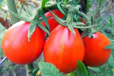 tomato bushes red pear