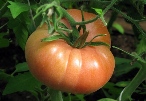 aparición de mejillas rosadas de tomate