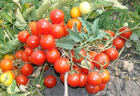 la fierté de la grand-mère tomate dans le jardin