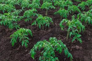 Rules of agricultural technology for growing tomatoes in open ground and greenhouse