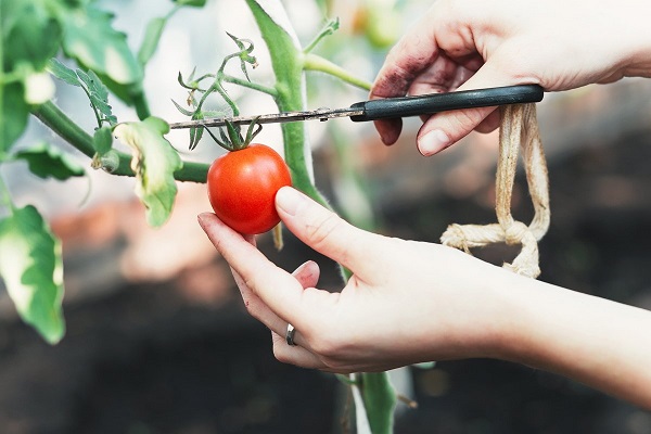 harvesting