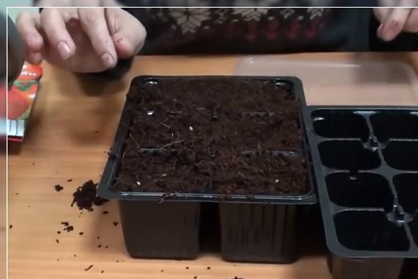 planting without seedlings