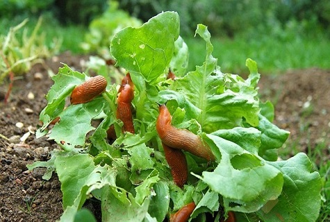 cabbage pests