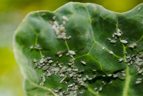 aphids on cabbage