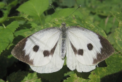 cabbage white