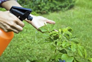 How to treat cabbage from pests with ammonia