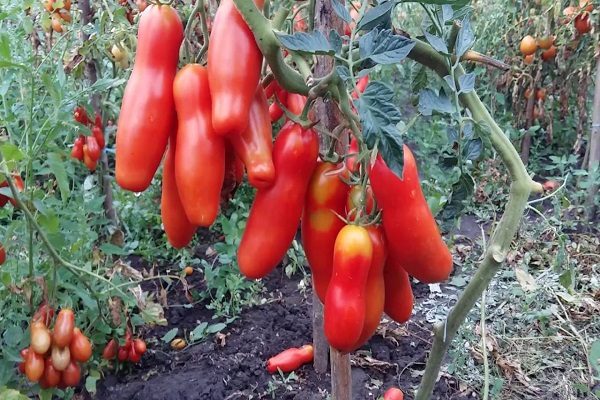 diversión de tomate