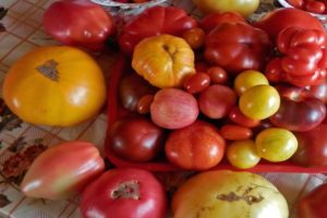 Een selectie van de beste tomatensoorten voor de regio Noordwest