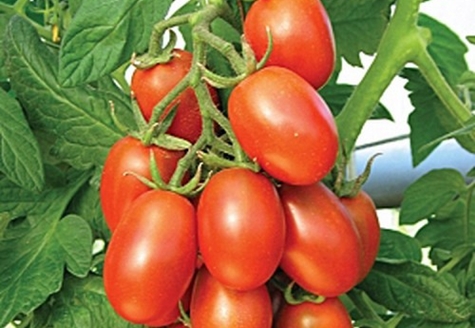 tomate buisson marusya