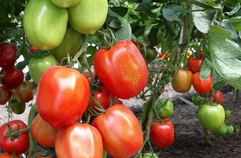 les buissons de tomates Nastya sibiryachka