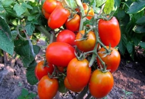 tomato bushes Katenka