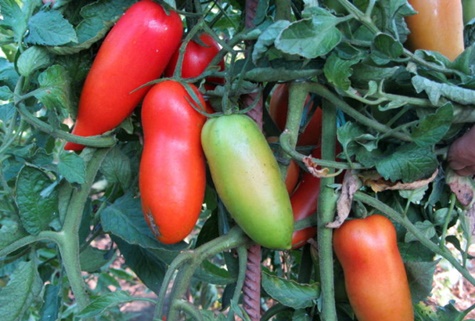 Tomate Scarlet mustang dans le jardin