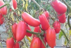 Description et caractéristiques de la variété de tomate Bougies écarlates