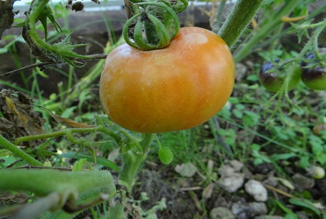 yellow tomato