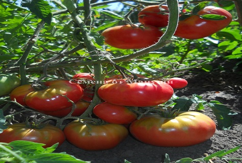 tomate en el suelo