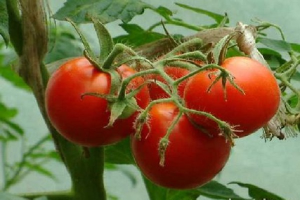 tomates du nord