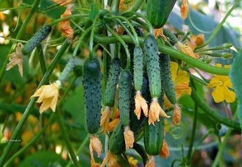 cupid cucumber