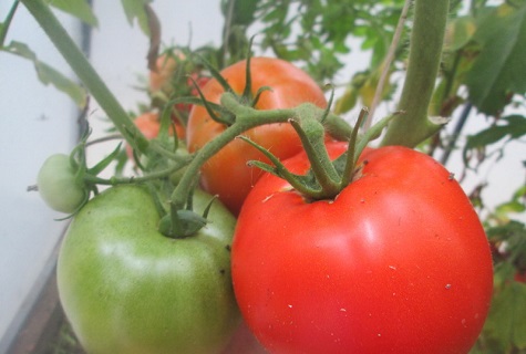 frutas en invernaderos