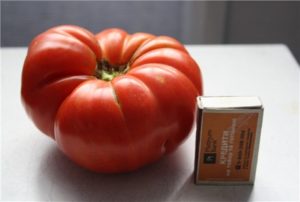 Productividad y descripción de la variedad de tomate Angela Gigant