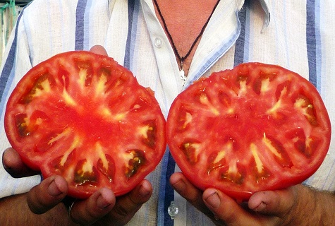 tomate coupée