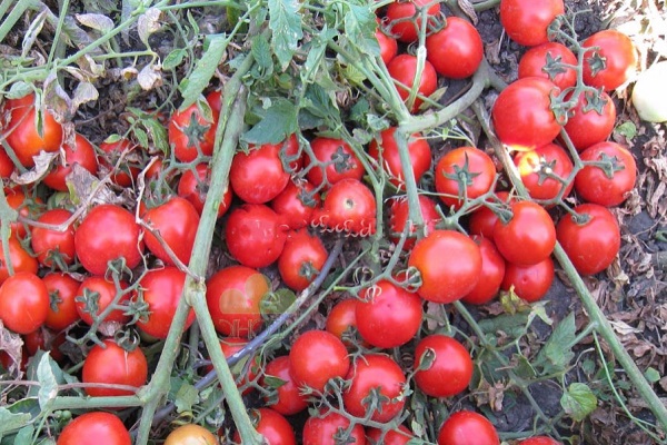 kebohongan tomato