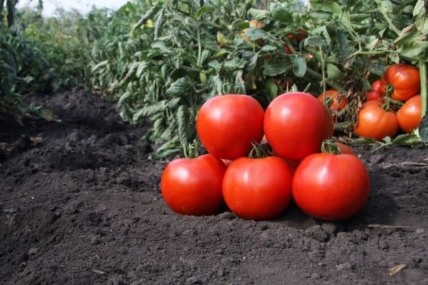 tomate en suelo negro