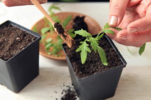 Berapa kerap dan betul menyiram anak benih tomato di rumah hijau dan di ladang terbuka