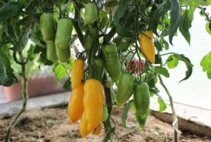 Description et caractéristiques de la variété de tomate Pattes de banane