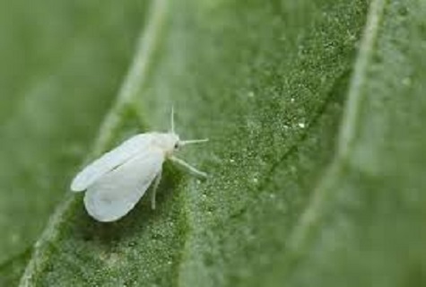 mouche blanche