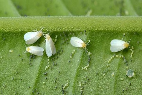 muntatge de mosca blanca