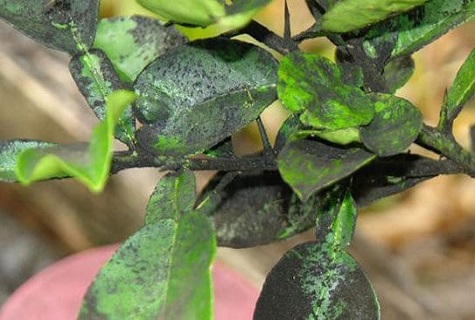 disease on tomatoes