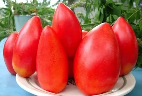 assiette et tomates