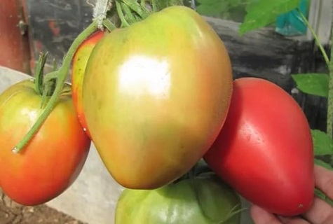 les mains sur la tomate